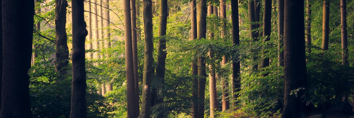 Forest foliage backdrop, Health Britannica article library niche tag explorer