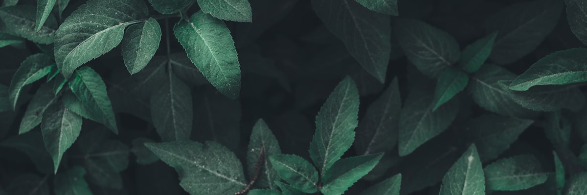 Sunlit forest canopy backdrop, search Health Britannica article library by niche
